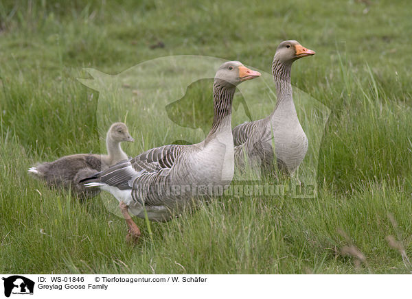 Graugans Familie / Greylag Goose Family / WS-01846
