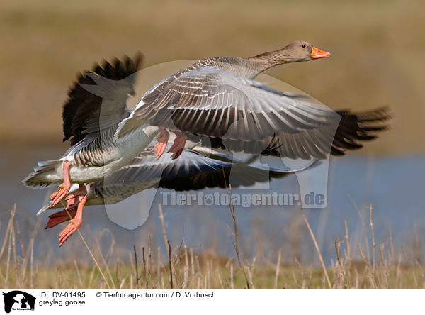 greylag goose / DV-01495