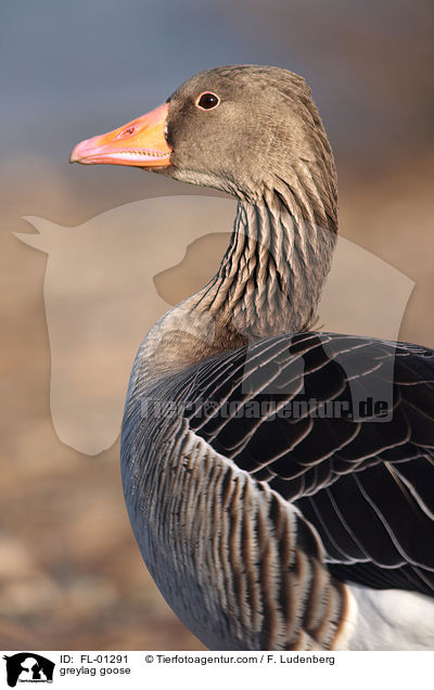 Grausgans Portrait / greylag goose / FL-01291
