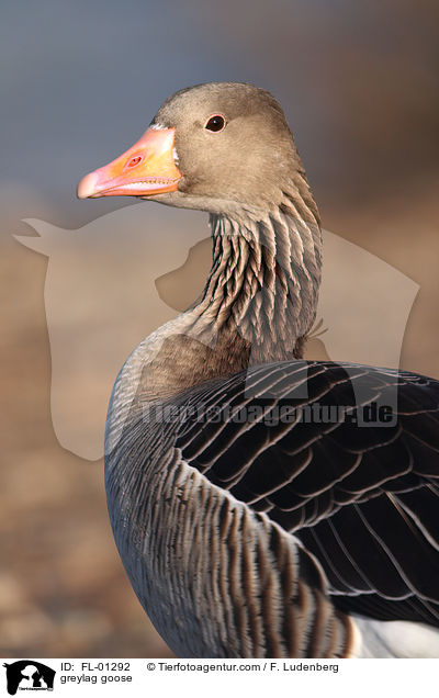 Grausgans Portrait / greylag goose / FL-01292
