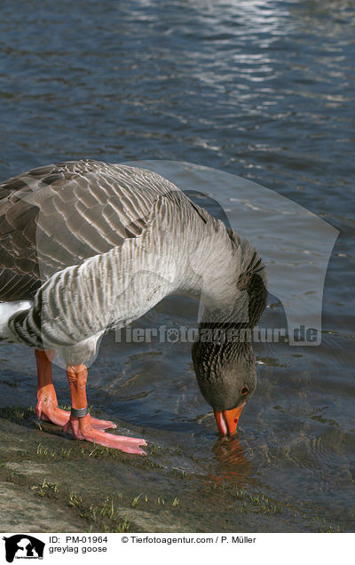 Graugans / greylag goose / PM-01964