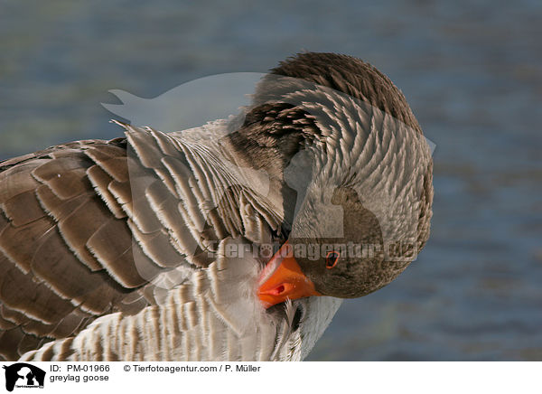 Graugans / greylag goose / PM-01966
