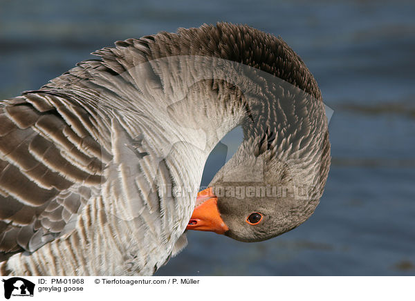 Graugans / greylag goose / PM-01968