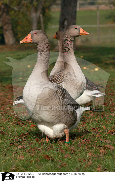 Graugnse / greylag geese / JH-01202