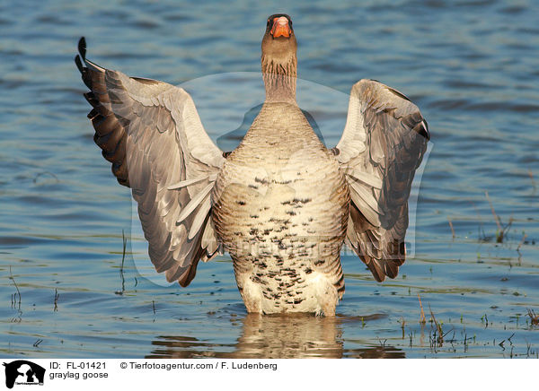 Graugans / graylag goose / FL-01421