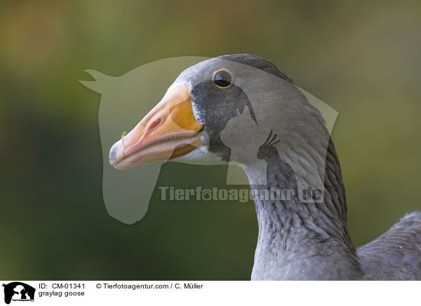 Graugans / graylag goose / CM-01341
