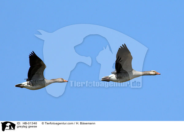 greylag geese / HB-01346