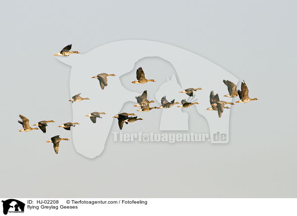 flying Greylag Geeses / HJ-02208