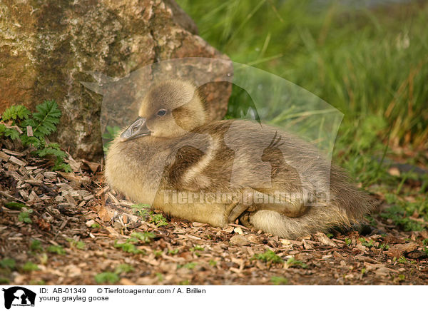 young graylag goose / AB-01349