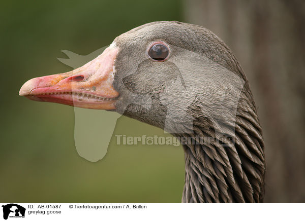 greylag goose / AB-01587