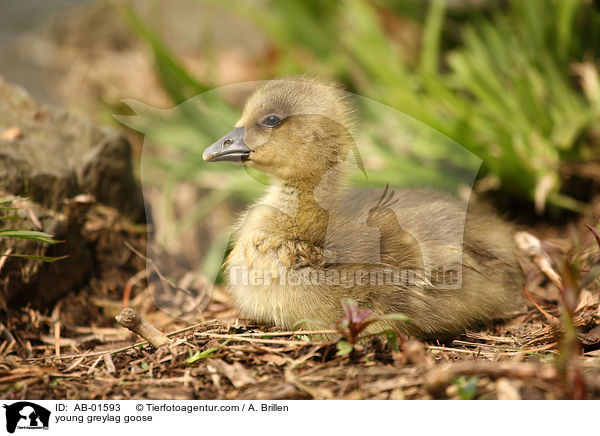 Grauganskken / young greylag goose / AB-01593