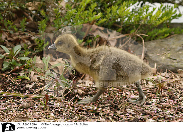 young greylag goose / AB-01594