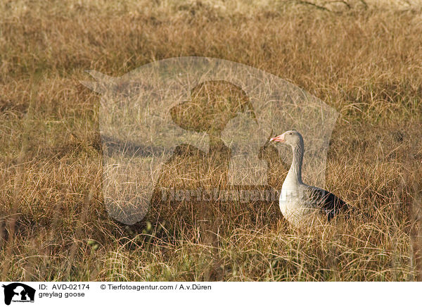 greylag goose / AVD-02174