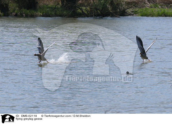 fliegende Graugnse / flying greylag geese / DMS-02118