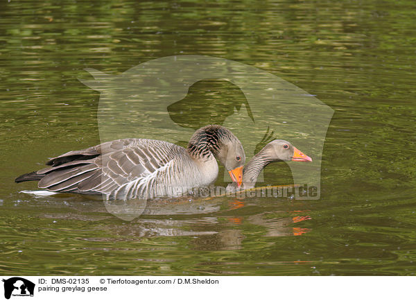 Graugnse bei der Paarung / pairing greylag geese / DMS-02135