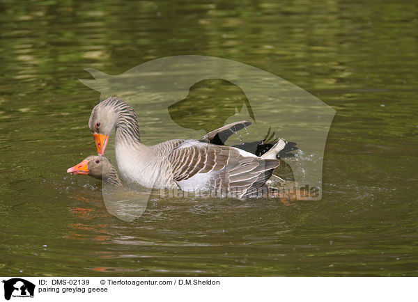 pairing greylag geese / DMS-02139