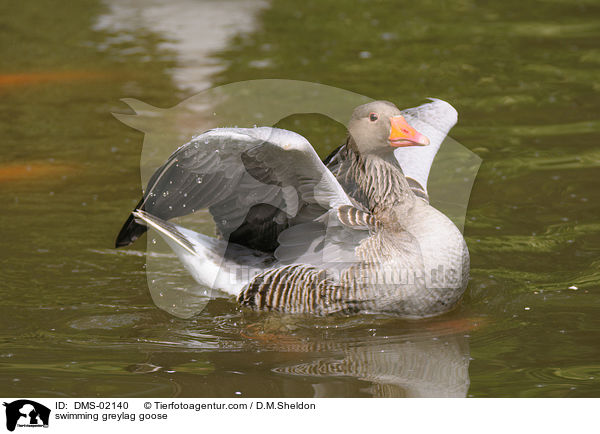 schwimmende Graugans / swimming greylag goose / DMS-02140