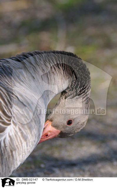 Graugans / greylag goose / DMS-02147