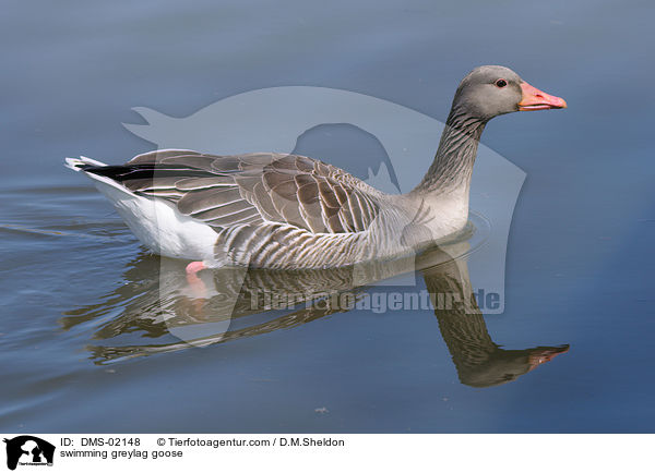 swimming greylag goose / DMS-02148