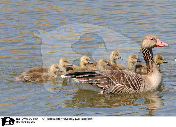 greylag geese / DMS-02150