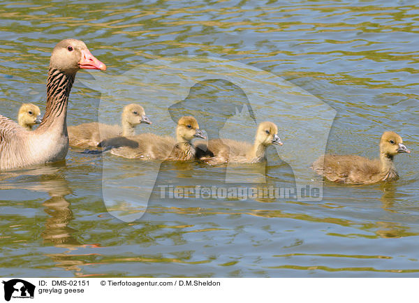 greylag geese / DMS-02151