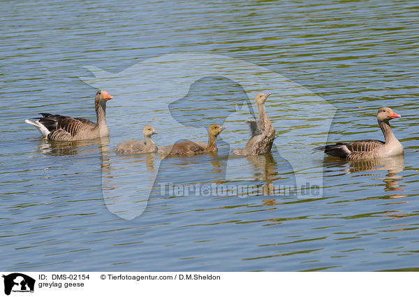 greylag geese / DMS-02154