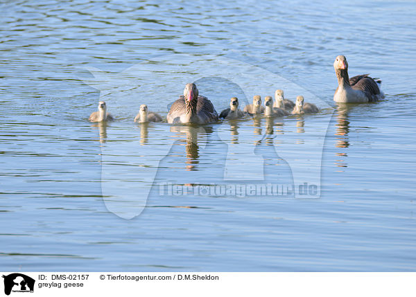 greylag geese / DMS-02157