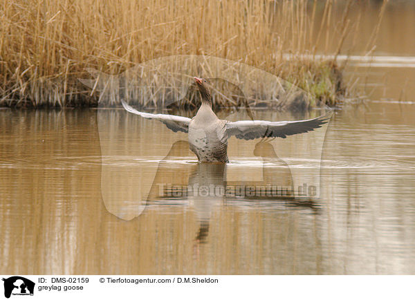 greylag goose / DMS-02159