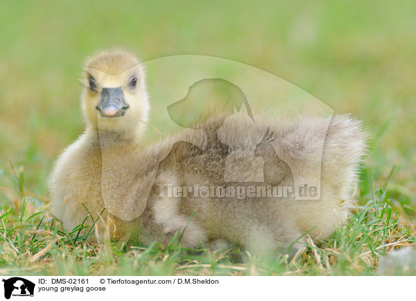 young greylag goose / DMS-02161