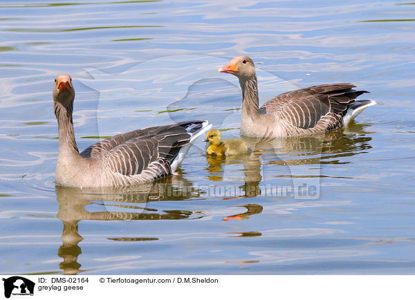 greylag geese / DMS-02164