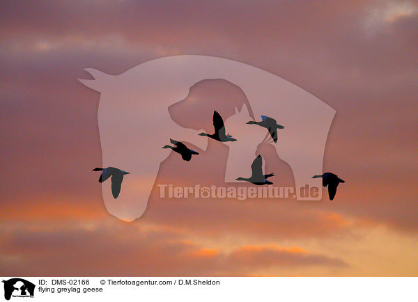 flying greylag geese / DMS-02166