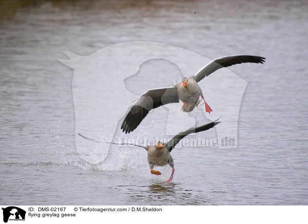 flying greylag geese / DMS-02167