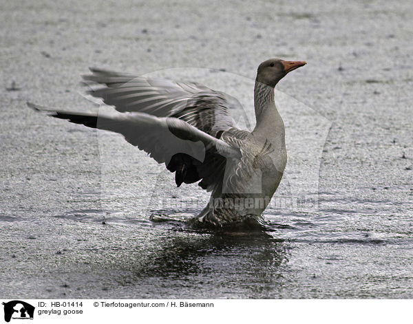 greylag goose / HB-01414