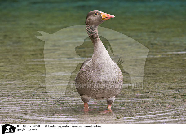 greylag goose / MBS-02829