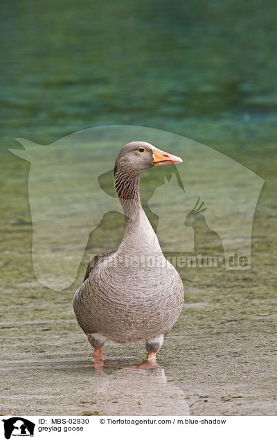 greylag goose / MBS-02830