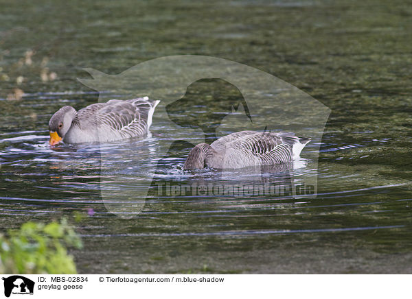 greylag geese / MBS-02834