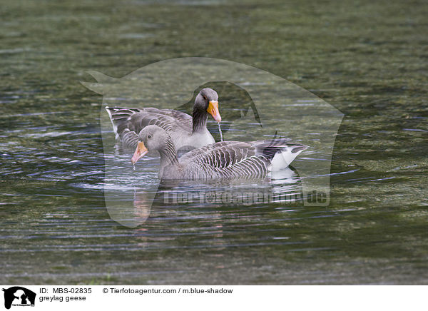 greylag geese / MBS-02835