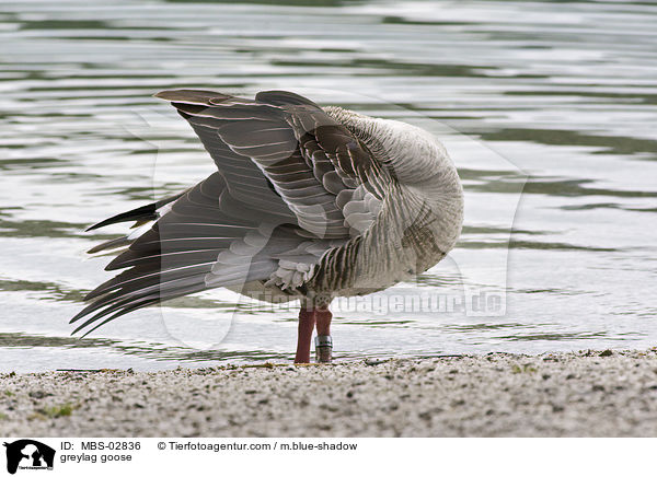 Graugans / greylag goose / MBS-02836