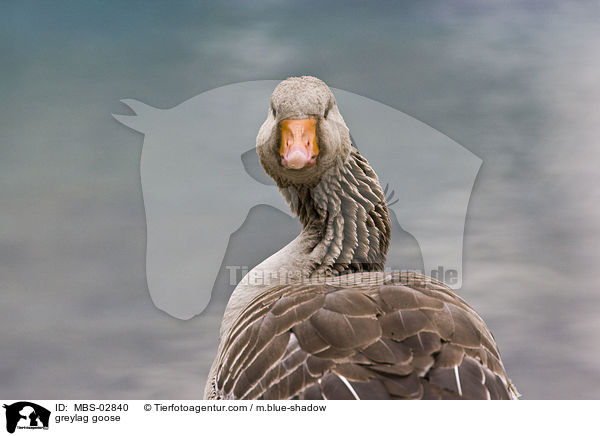 greylag goose / MBS-02840