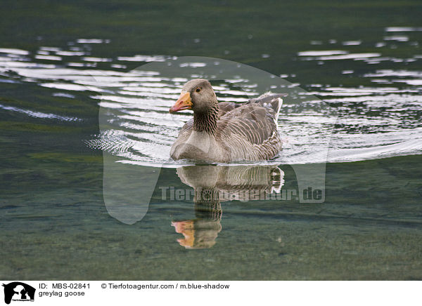greylag goose / MBS-02841