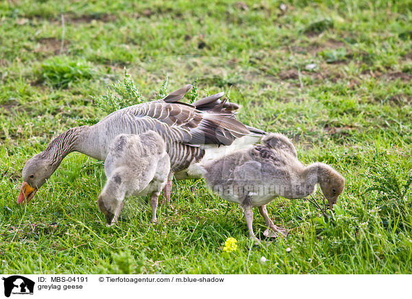 greylag geese / MBS-04191