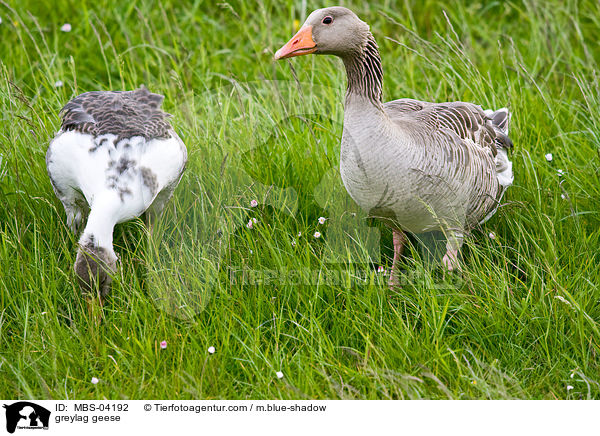 greylag geese / MBS-04192