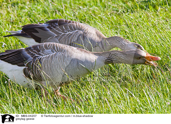 greylag geese / MBS-04207