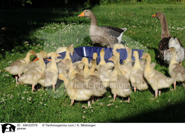 geese / AM-02576