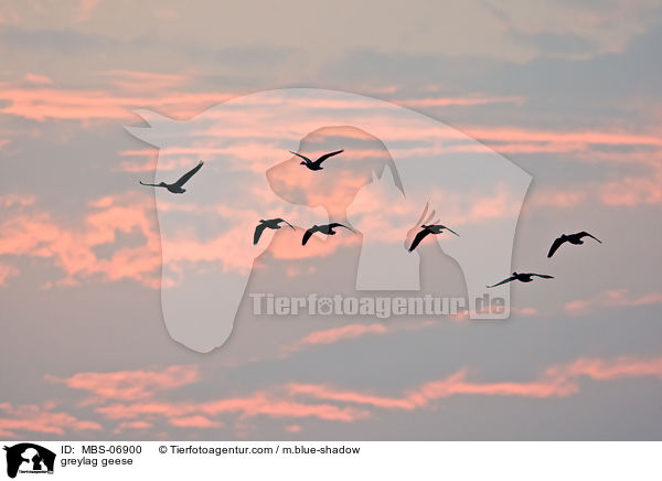 Graugnse / greylag geese / MBS-06900