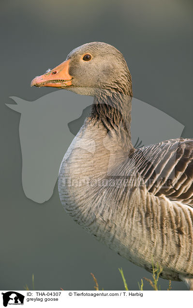Graugans / greylag goose / THA-04307