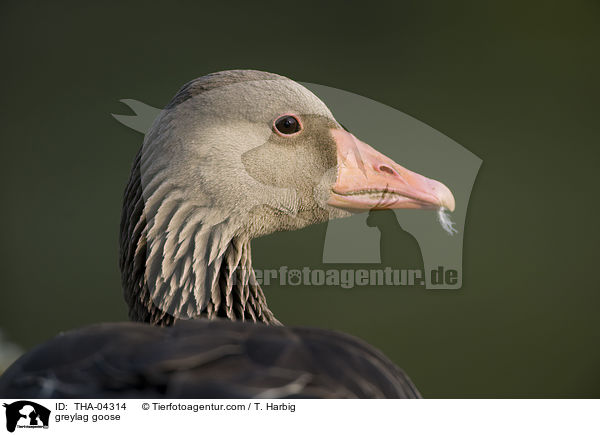 Graugans / greylag goose / THA-04314