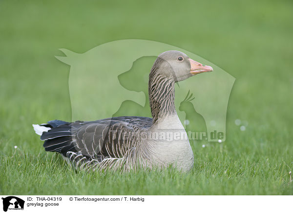 Graugans / greylag goose / THA-04319