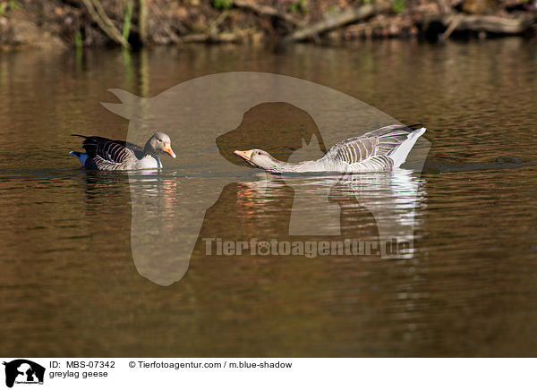 Graugnse / greylag geese / MBS-07342