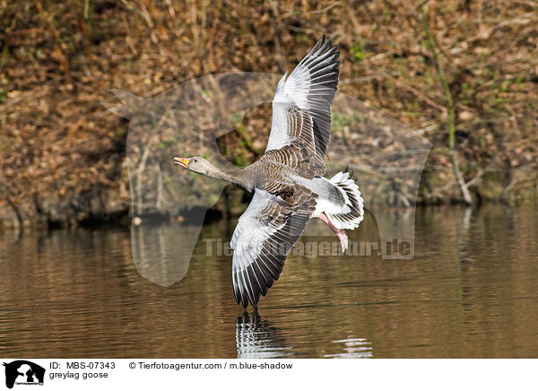 Graugans / greylag goose / MBS-07343